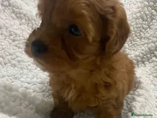 Havapoo perros Havapoo Hembra 3 de Haya y Can AQUANATURA - Anuncio 1