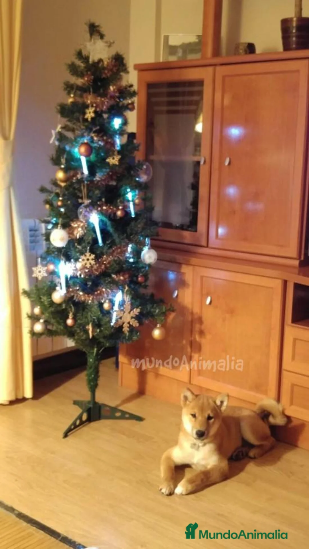 Imagen de galería {{count}}