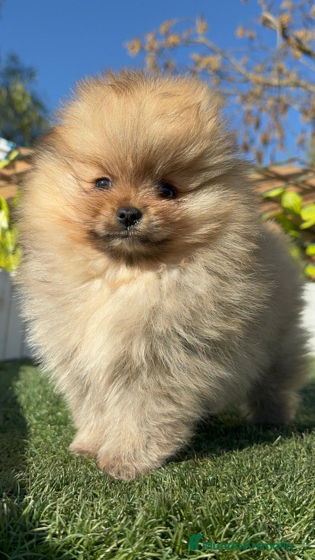 Pomerania perros en venta: POMERANIA CARA DE OSITO - Anuncio 5