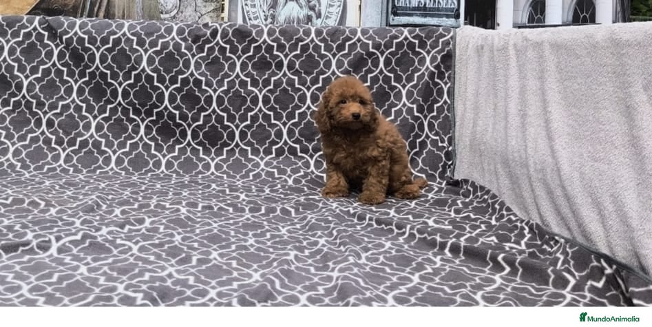 Caniche Toy perros Caniches toy rojos  - Anuncio 29