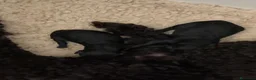 Caniche Toy perros en venta: Caniches toy machos negros - Anuncio 2