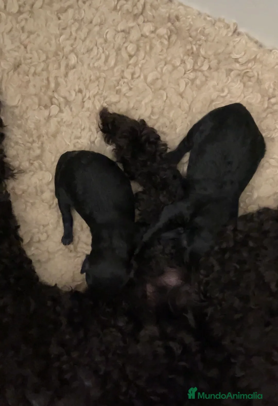 Caniche Toy perros en venta: Caniches toy machos negros - Anuncio 2