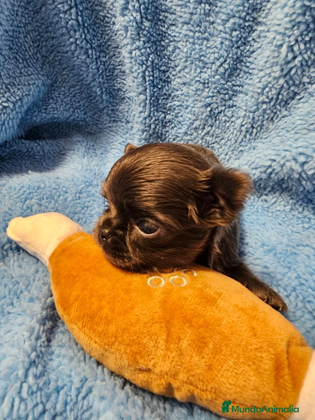 Chihuahua perros en venta: CHIHUAHUA PELO LARGO BLUE  - Anuncio 3