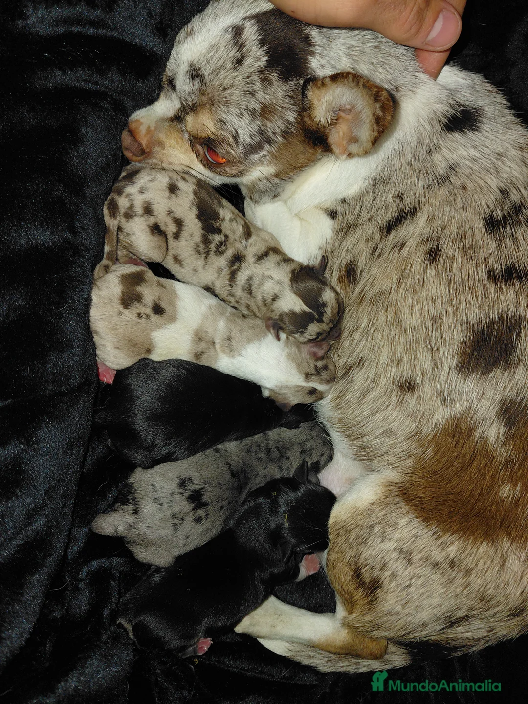 Chihuahua perros en venta: Chihuahua  - Anuncio 1