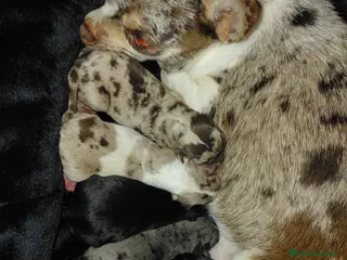 Chihuahua perros Chihuahua - Anuncio 11