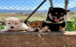 Shiba Inu perros en venta: CAMADA DE SHIBA INU EXCEPCIONAL  - Imagen 1