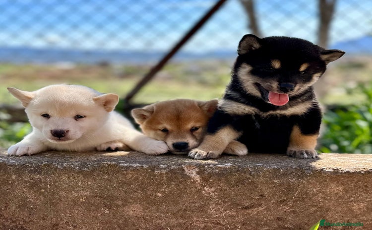 Shiba Inu perros - Anuncio 1