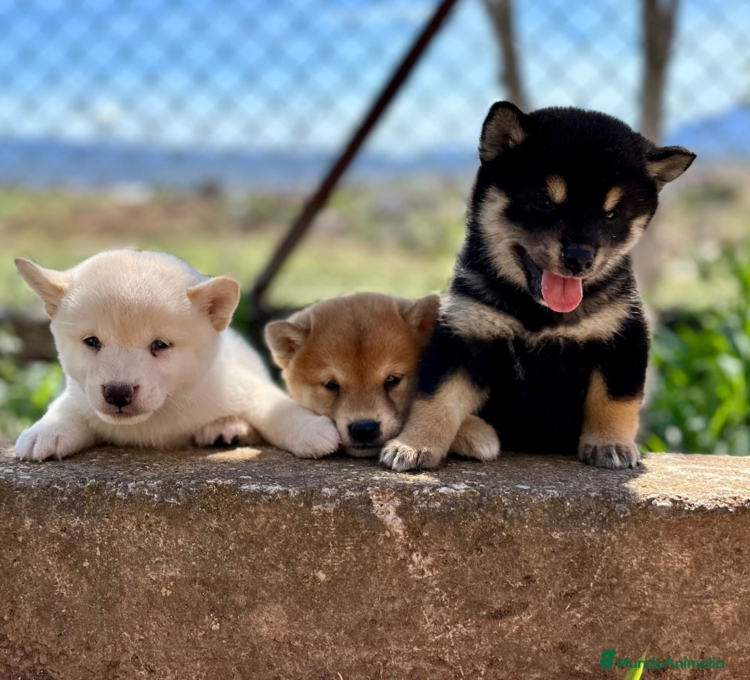 Shiba Inu perros en venta: CAMADA DE SHIBA INU EXCEPCIONAL  - Imagen 1