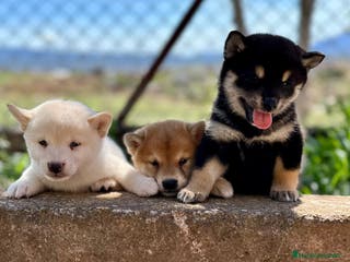 Shiba Inu perros CAMADA DE SHIBA INU EXCEPCIONAL - Anuncio 23