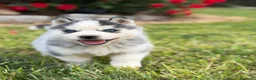 Husky Siberiano perros en venta: Cachorros Husky Siberiano - Anuncio 6