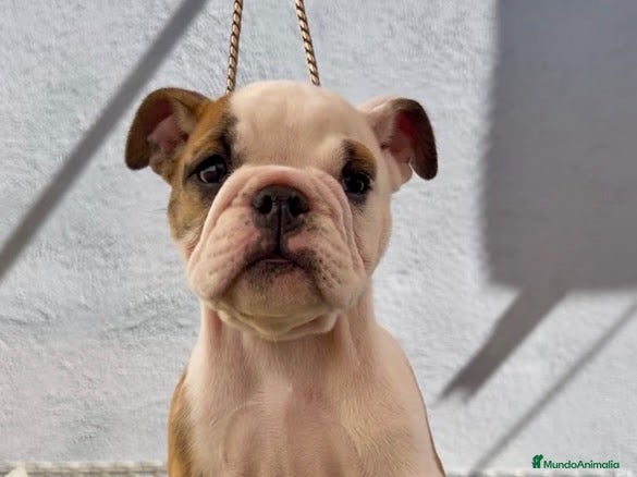 Bulldog Inglés perros Hembras de bulldog francés  - Anuncio 1
