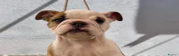 Bulldog Inglés perros en venta: Hembras de bulldog francés  - Anuncio 1