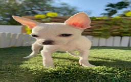 Chihuahua perros en venta: CHIHUAHUA HEMBRA BLANCA - Imagen 4