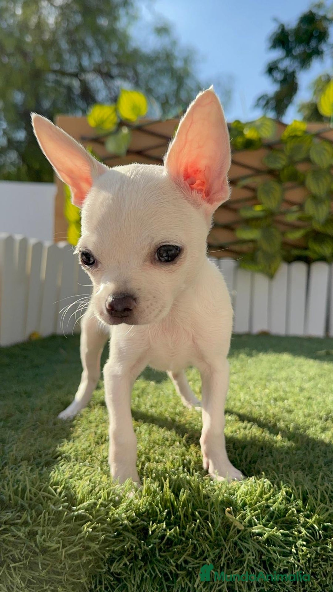 Chihuahua perros en venta: CHIHUAHUA HEMBRA BLANCA - Imagen 4