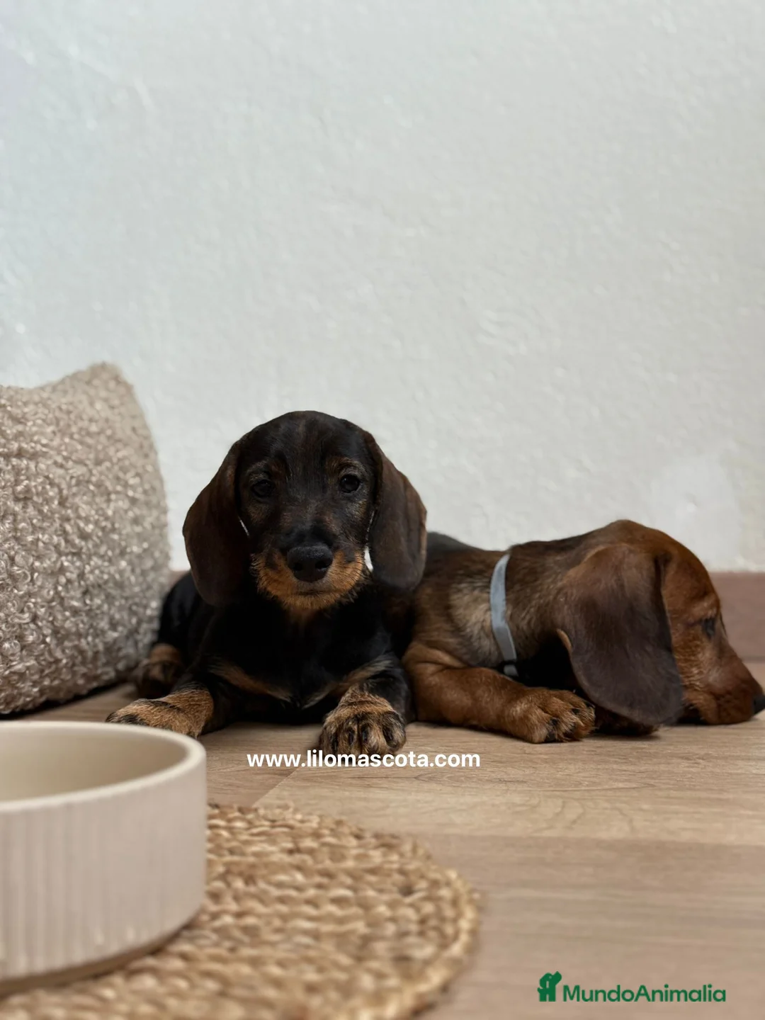 Teckel Miniatura perros en venta: TECKEL PELO DURO - Anuncio 2