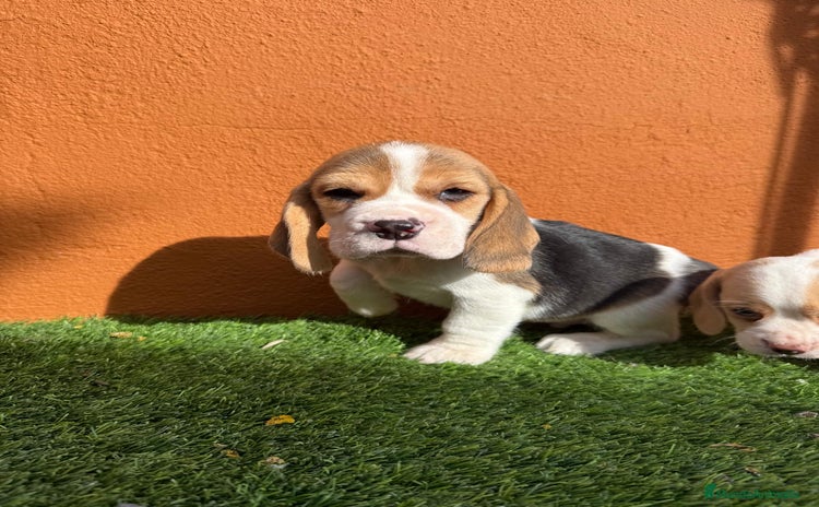 Beagle perros - Anuncio 3