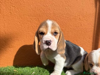 Beagle perros - Anuncio 3
