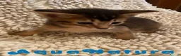Abisinio gatos en venta:  Abisinio Macho de Santa 1834 - AQUANATURA en Barcelona - Anuncio 6