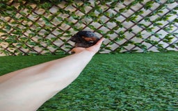 Teckel Miniatura perros en venta: Teckels Mini  - Imagen 2