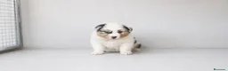 Pastor Australiano perros en venta: Cachorros Pastor Australiano - Anuncio 3