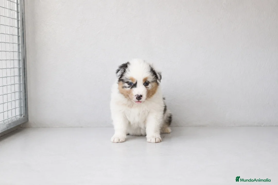 Pastor Australiano perros en venta: Cachorros Pastor Australiano - Anuncio 2