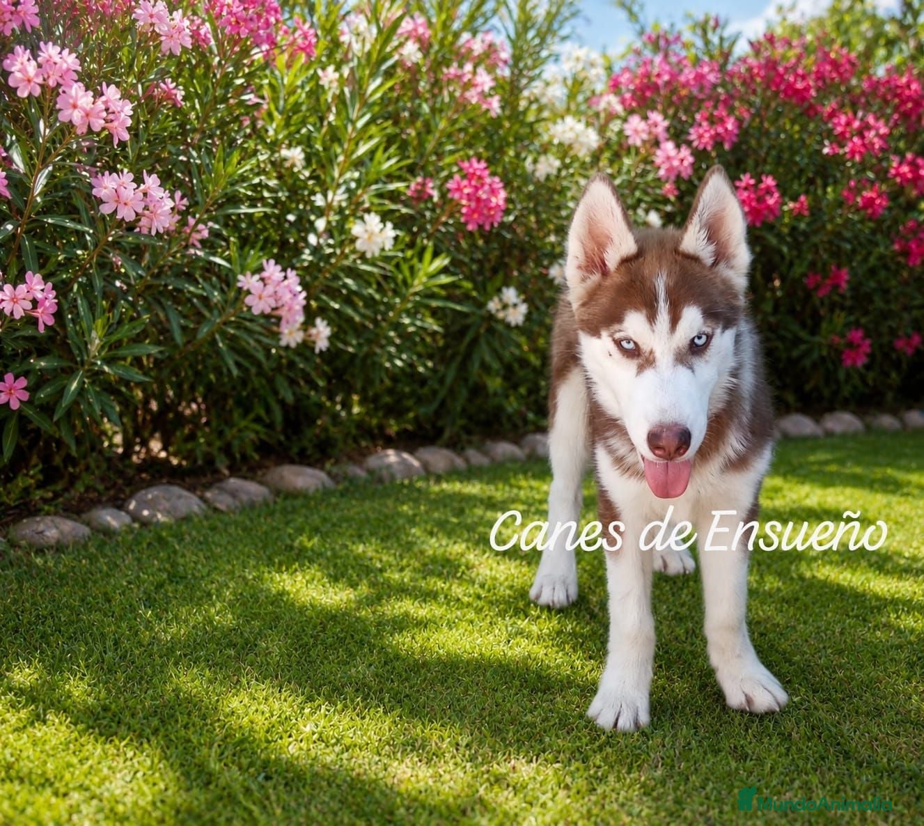 Husky Siberiano perros Husky chocolate ojos azules - Anuncio 3
