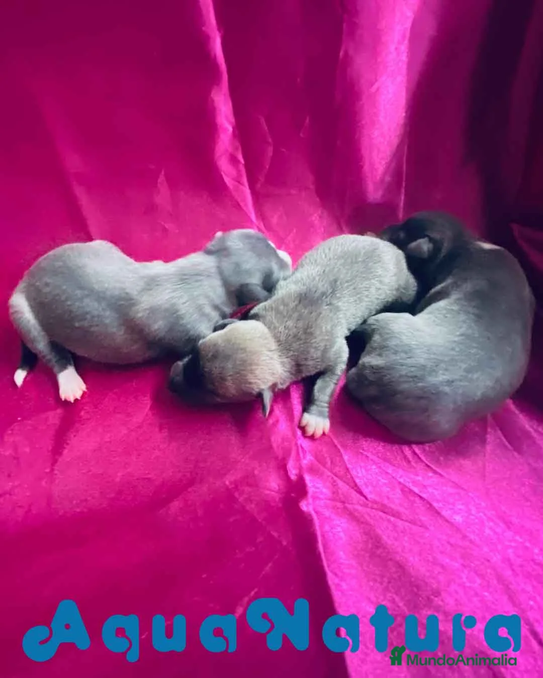 Pequeño Lebrel Italiano perros en venta: Camada Lebrel Italiano de AB y Omega AQUANATURA en Barcelona - Anuncio 5