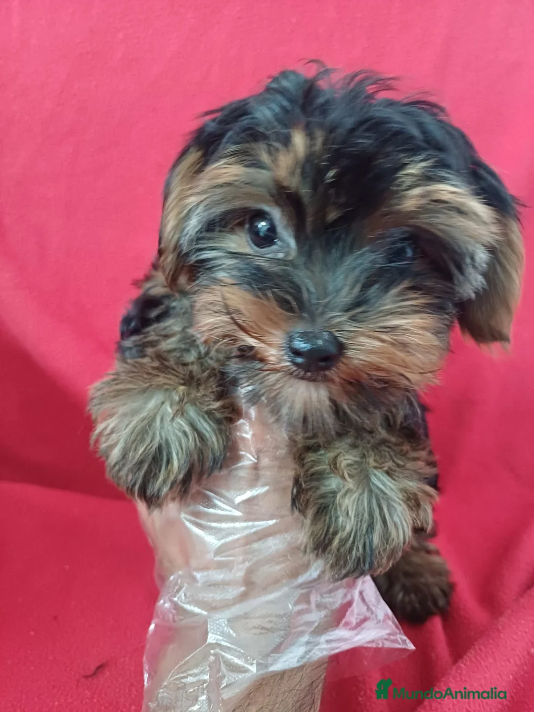 Yorkshire Terrier perros en venta: Yorkshire Mini  - Anuncio 2