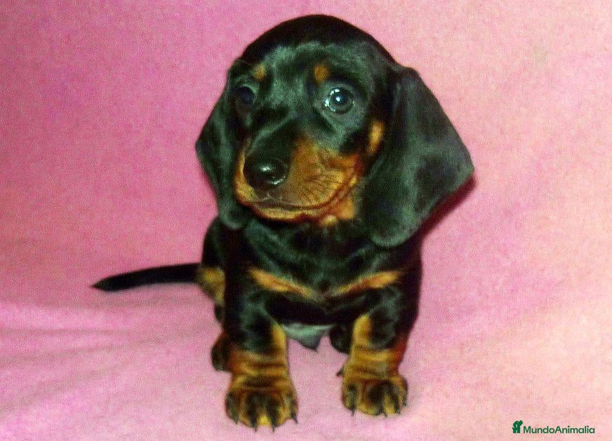 Teckel perros Teckel cachorros !  en Barcelona - Anuncio 34