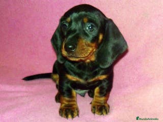 Teckel perros Teckel cachorros ! en Barcelona - Anuncio 11