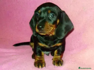 Teckel perros Teckel cachorros ! en Barcelona - Anuncio 20