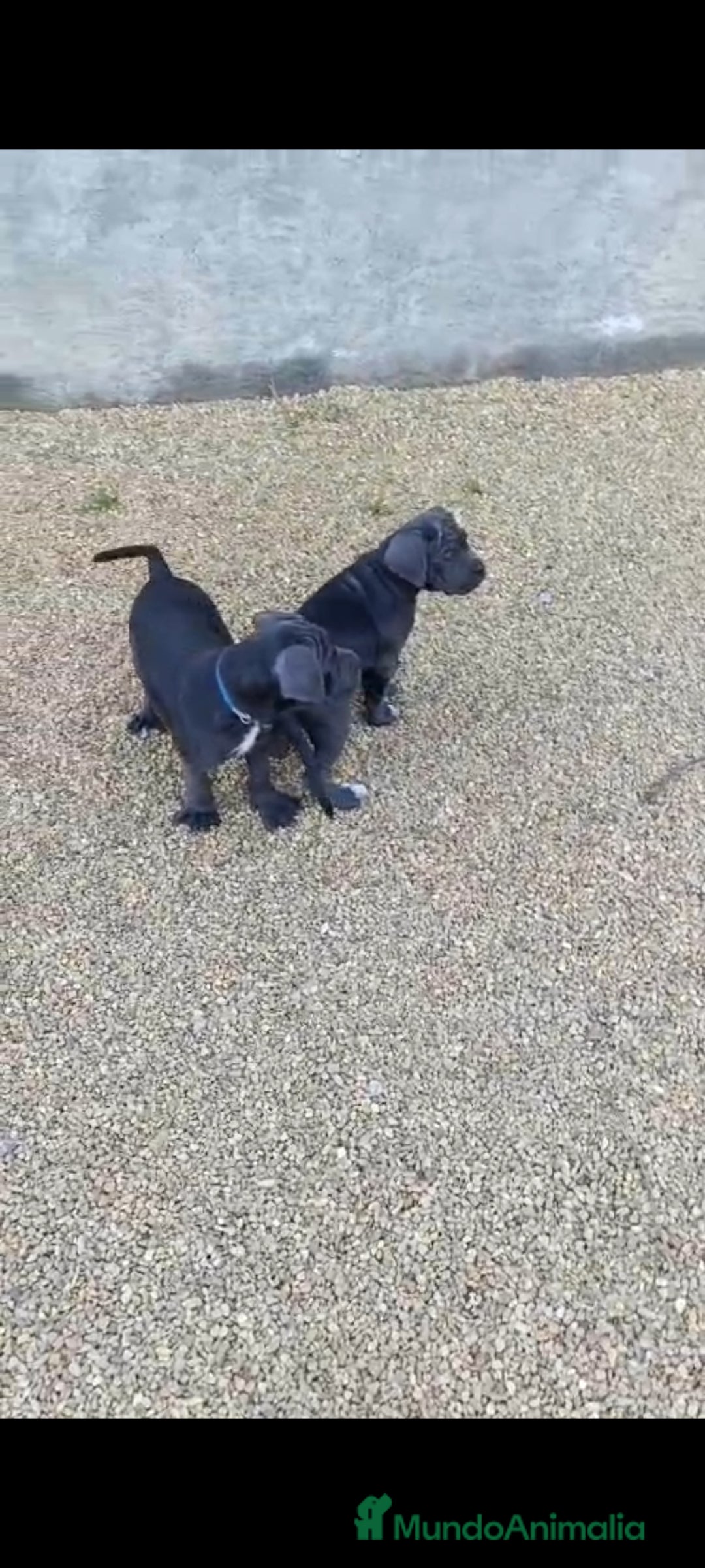 Cane Corso perros en venta: Cane Corso  - Imagen 4