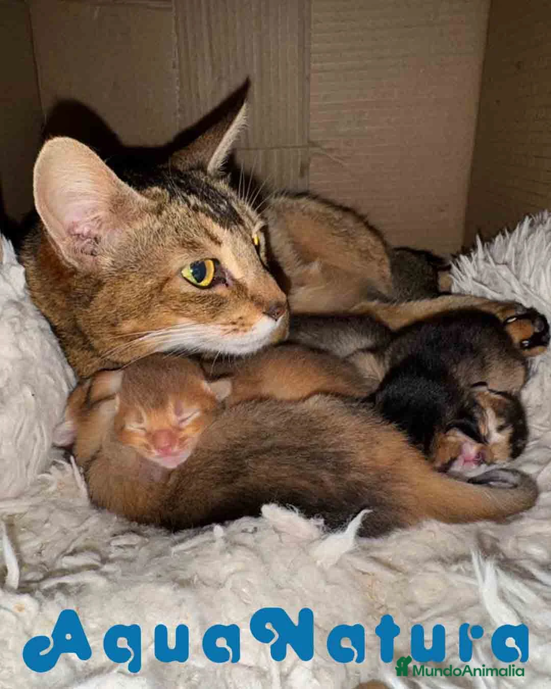 Abisinio gatos en venta: Abisinio Hembra de Santa 1837 - AQUANATURA en Barcelona - Anuncio 2