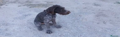 Braco Alemán de Pelo Duro 4