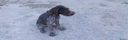 Braco Alemán de Pelo Duro perros en venta: Cachorros de Drahthaar  - Anuncio 4