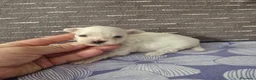 Bichón Maltés perros en venta: Bichón Maltés - Anuncio 3
