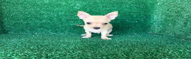 Chihuahua 1