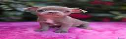 Chihuahua perros en venta: Magníficos chihuahuas toy - Anuncio 3