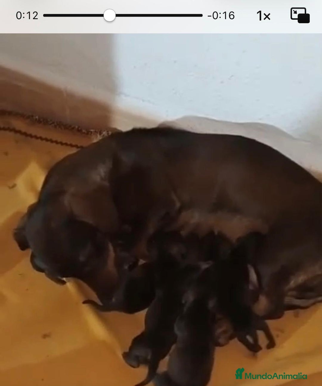 Teckel Miniatura perros en venta: Teckel kaninchen nueva camada - Anuncio 8