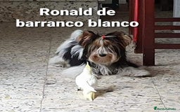 Biewer Yorkshire Terrier a la Pom Pon perros para monta: Biewer con pedigree - Imagen 1