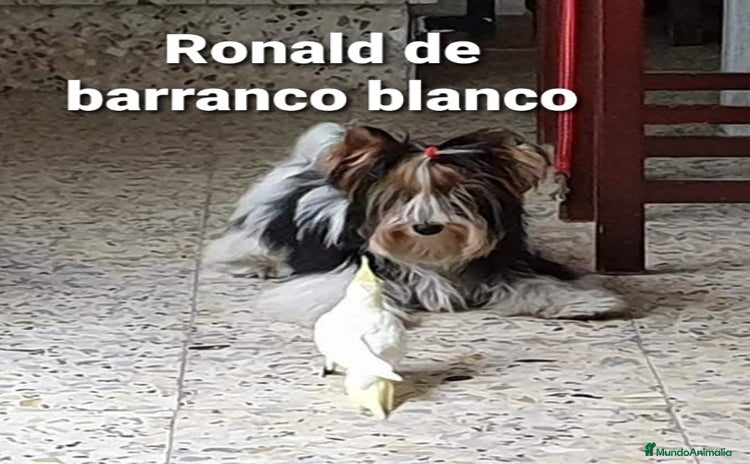 Biewer Yorkshire Terrier a la Pom Pon perros - Anuncio 1