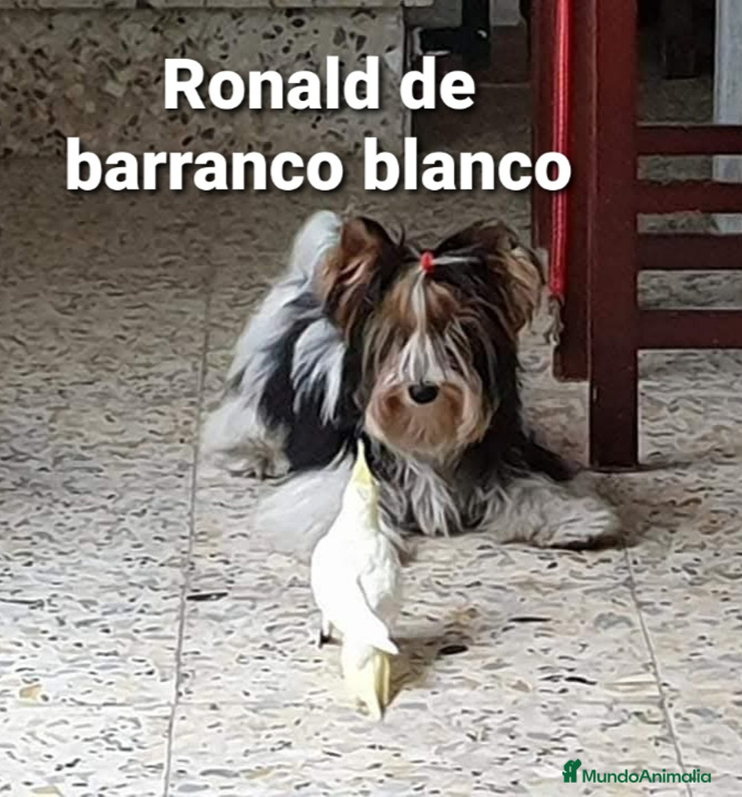 Biewer Yorkshire Terrier a la Pom Pon perros para monta: Biewer con pedigree - Imagen 1