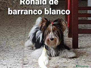 Biewer Yorkshire Terrier a la Pom Pon perros Biewer con pedigree - Anuncio 4