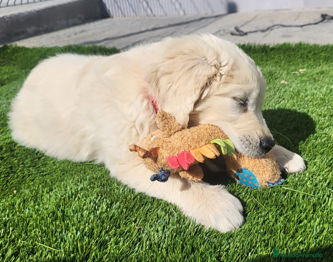 Golden Retriever perros en venta: Cachorros de golden retriever - Anuncio 4