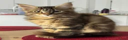 Maine Coon gatos en venta: Preciosa gatita Maine coon - Anuncio 3