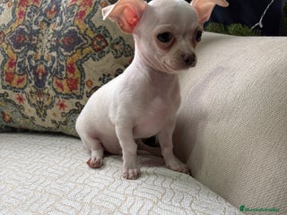 Chihuahua perros Chihuahua Toy macho blanco - Anuncio 1