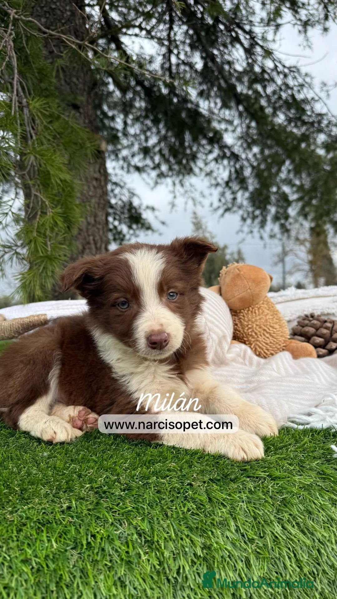 Border Collie perros en venta: BORDER COLLIE CHOLATE MACHO en Asturias - Anuncio 5