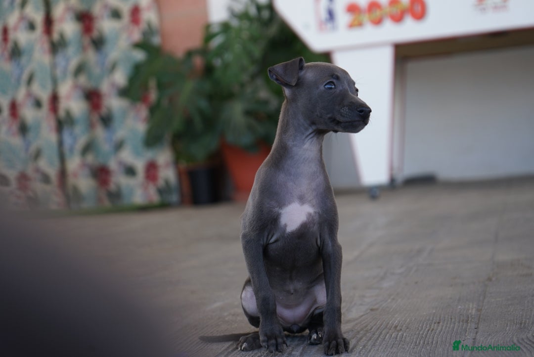 Pequeño Lebrel Italiano perros en venta: 🐾 Sirius y Selena – Galgos italianos 🐾 - Imagen 3