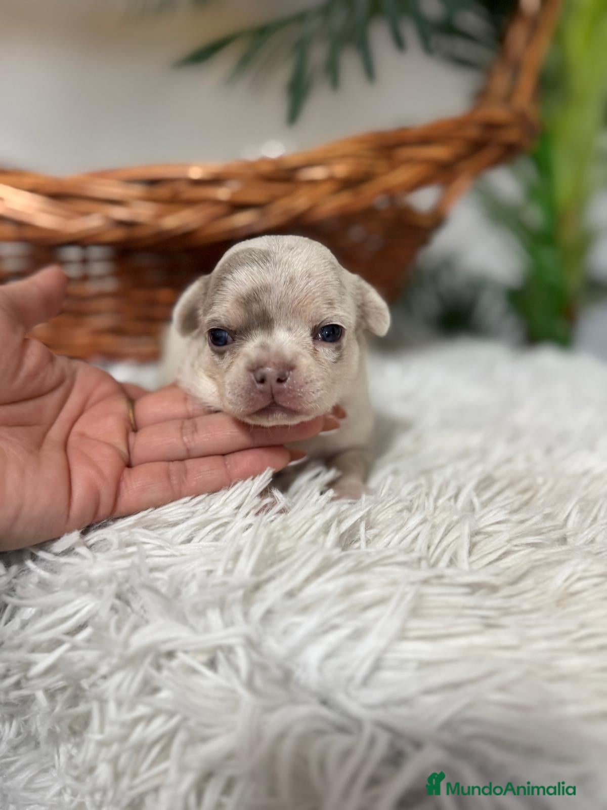 Chihuahua perros CHIHUAHUA MACHO - Anuncio 1