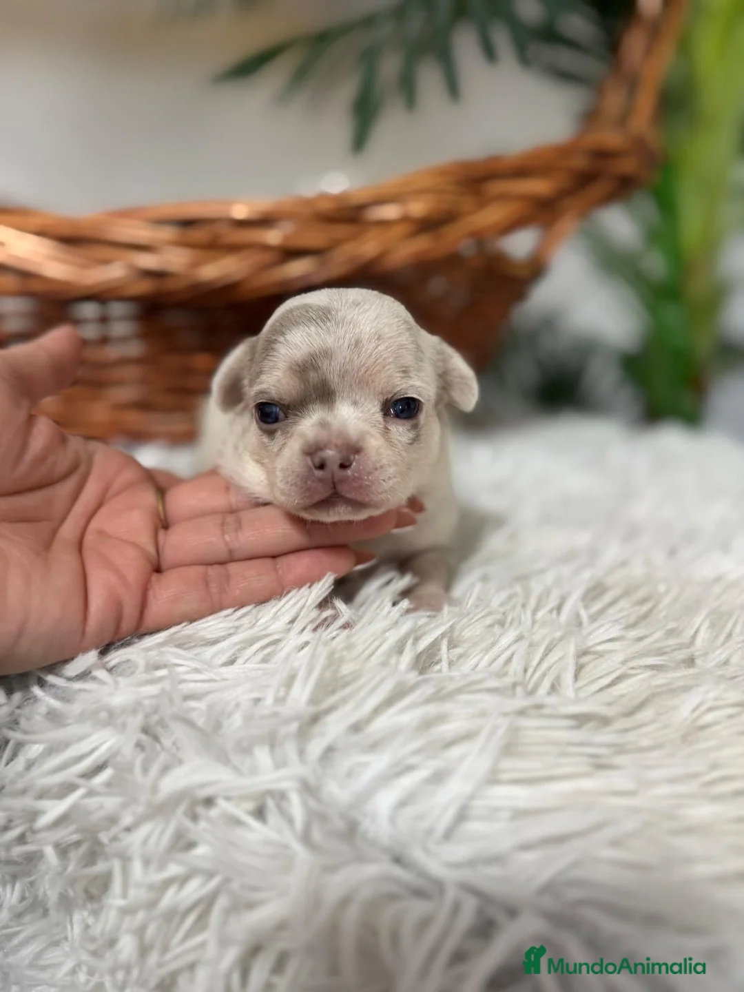 Chihuahua perros en venta: CHIHUAHUA MACHO - Anuncio 1